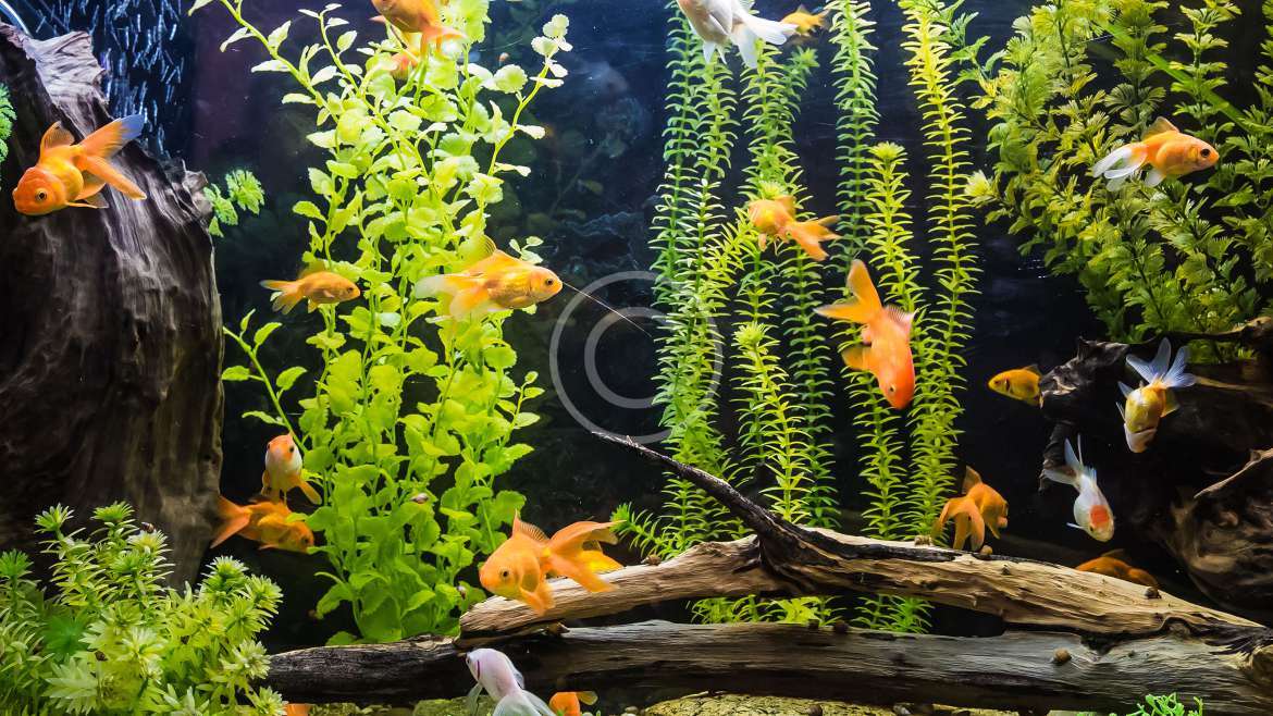 How To Acclimate Tropical Fish To Your Tank